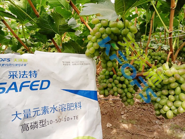 水溶肥價(jià)格高，可是用的人卻很多！
