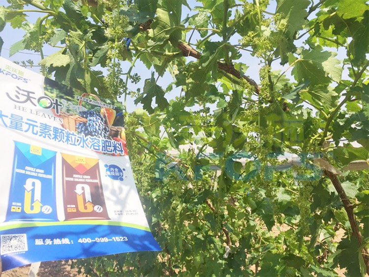 葡萄抽梢粗細(xì)不齊，如何搭配水溶肥調(diào)理？