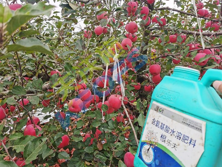 蘋果樹用什么生根肥好？看看這款！