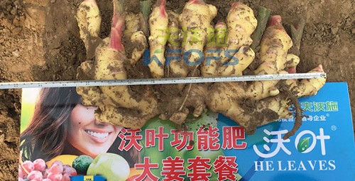 水溶肥用量少，可是效果卻很好！