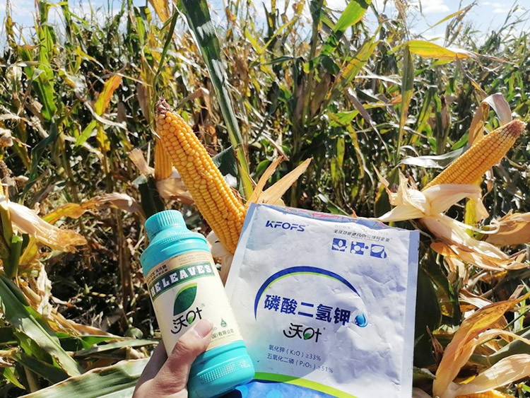 玉米葉面肥哪個(gè)品牌好？