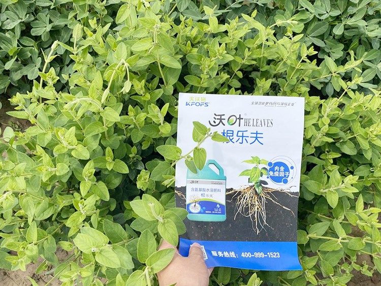 水溶肥這樣搭配使用，解決金銀花根腐黃化