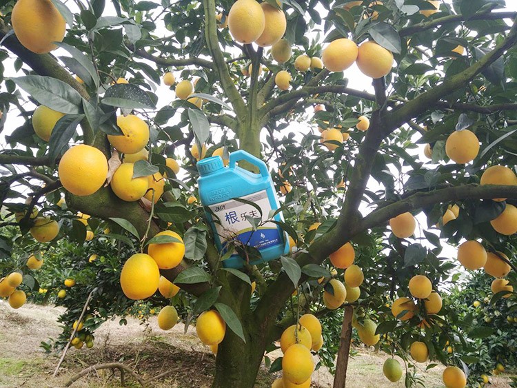 好的水溶肥是什么生產(chǎn)工藝？