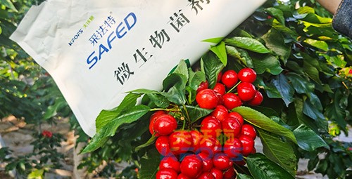 進(jìn)口水溶肥怎么選？參考這三點(diǎn)就夠了！
