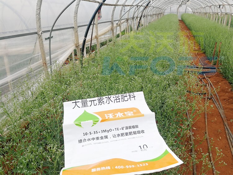 進口水溶肥以色列的哪家好？