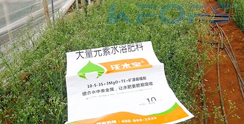 進(jìn)口水溶肥以色列的哪家好？