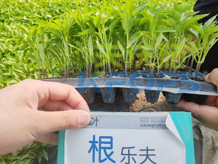 生根劑要安全不傷根，就選這個牌子！