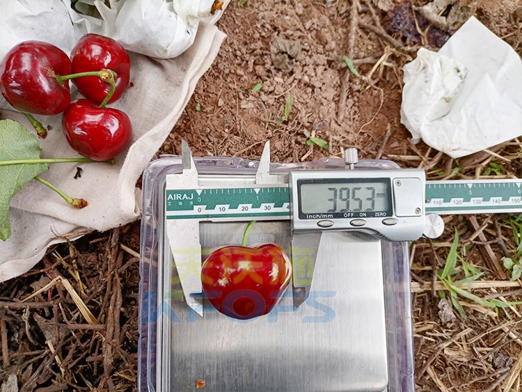 效果好的進口水溶肥，來看這款！