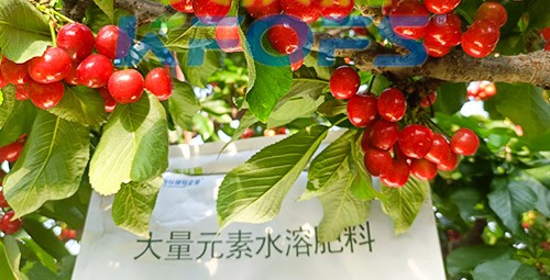 大量元素水溶肥為什么都說進(jìn)口的好？