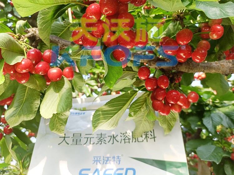 大量元素水溶肥為什么都說進口的好？
