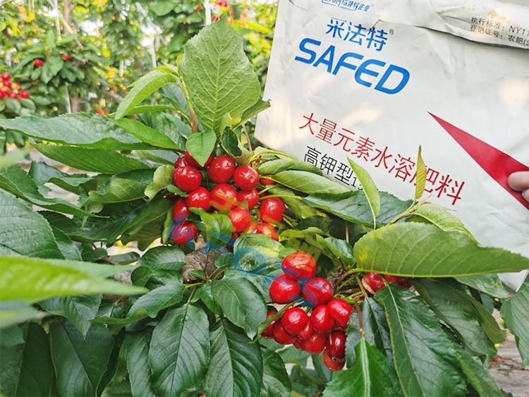水溶肥用對(duì)了，果大果多品質(zhì)好！
