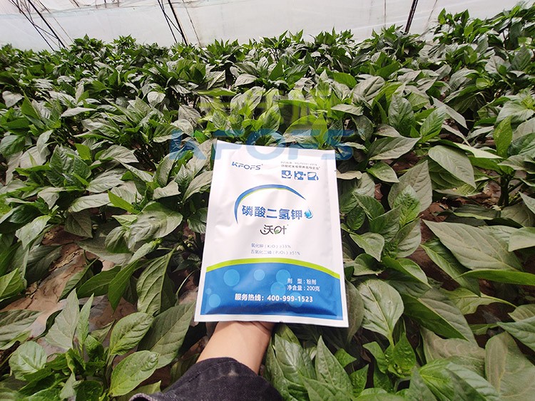 磷酸二氫鉀的正規(guī)廠家是什么樣的？