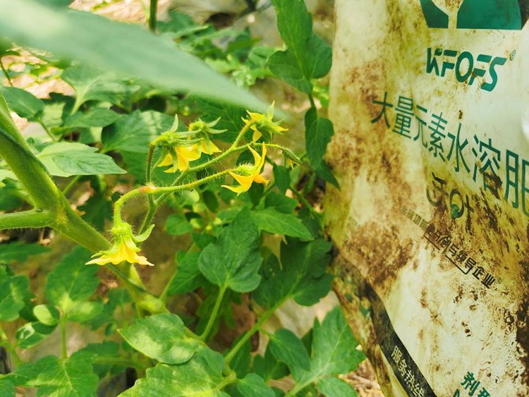 水溶肥哪種的效果好？看完別說不知道了！