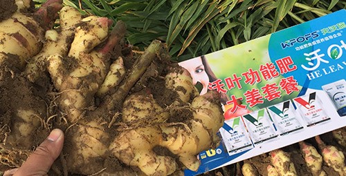 進口水溶肥還不知道沃葉？虧大了！