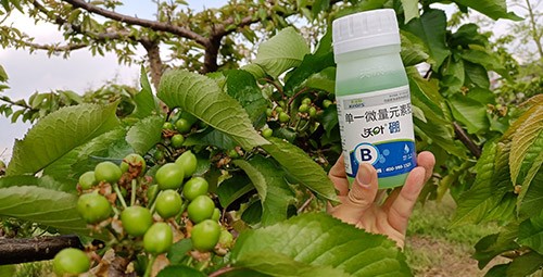 硼肥哪個品牌的好？這款不要錯過！