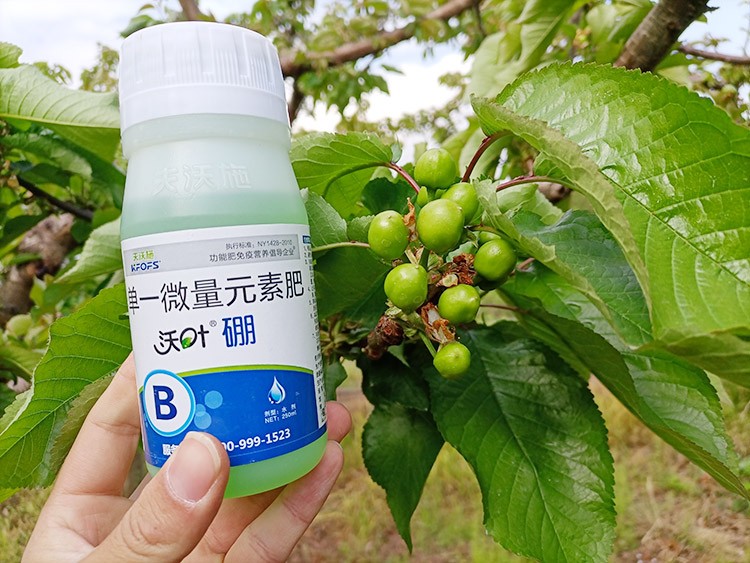 硼肥哪個品牌的好？這款不要錯過！