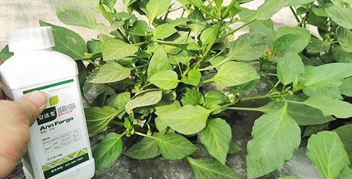 解藥害用什么葉面肥好？