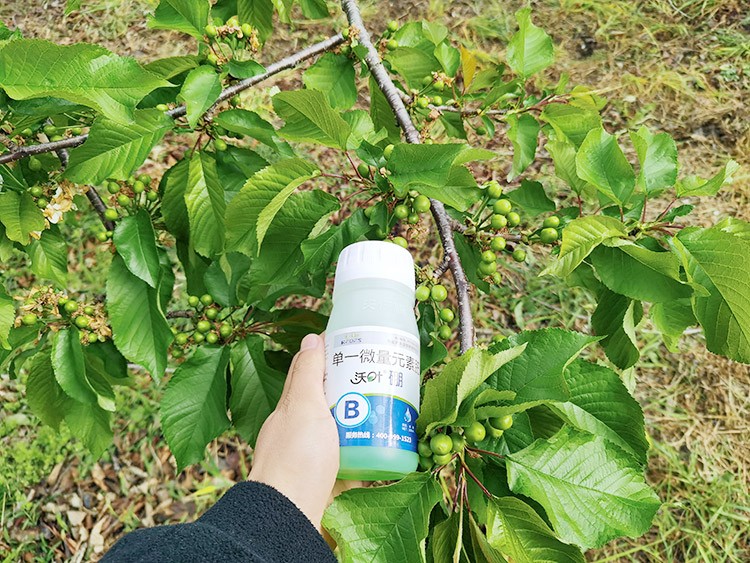 保花保果葉面肥，她就認(rèn)準(zhǔn)這個(gè)牌子！