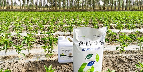 微生物菌肥哪家好？用效果說話！
