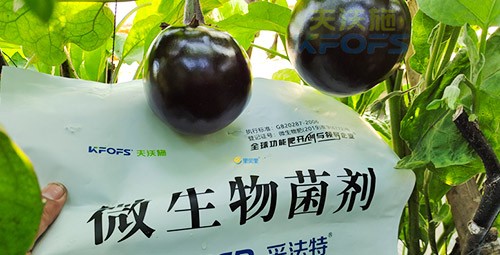進(jìn)口水溶肥蔬菜上怎么用效果好？