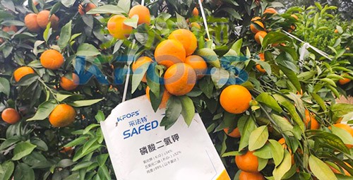 柑橘專用肥選采法特，就是不一樣！