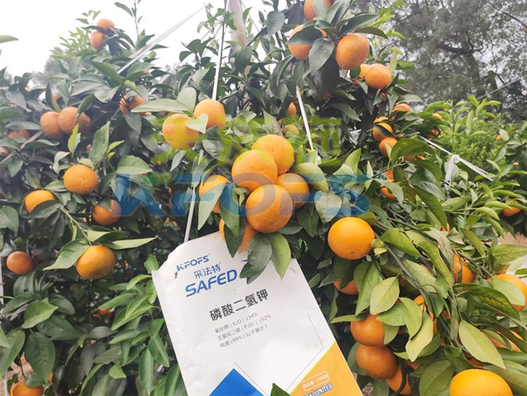 柑橘專用肥選采法特，就是不一樣！