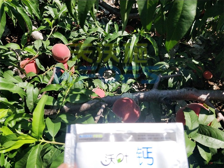 桃樹施什么肥料好，看這一篇就夠了！