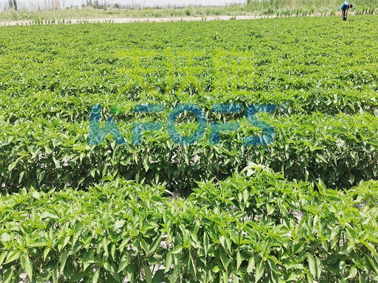 鋅肥是什么肥料？辣椒用有什么好處？