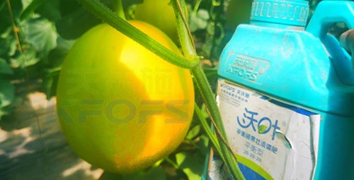 甜瓜用什么肥料更甜，你知道嗎？