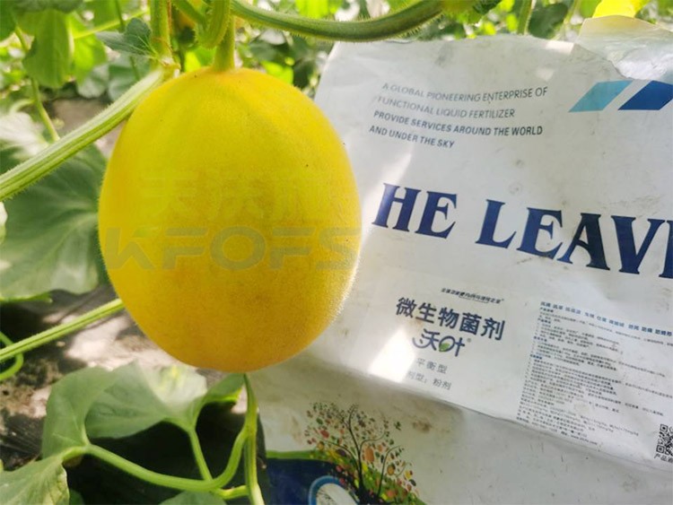甜瓜用什么肥料更甜，你知道嗎？