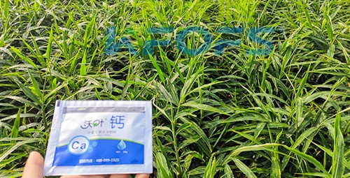 鈣肥為何在大姜上全程使用？