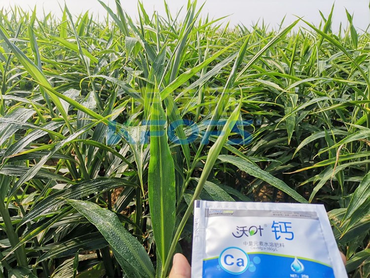 鈣肥為何在大姜上全程使用？
