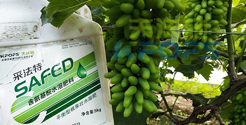 葡萄水溶肥品牌哪個(gè)好？案例告訴你！