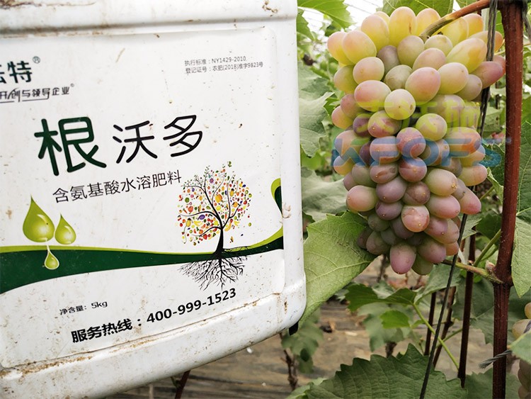葡萄水溶肥品牌哪個好？案例告訴你！