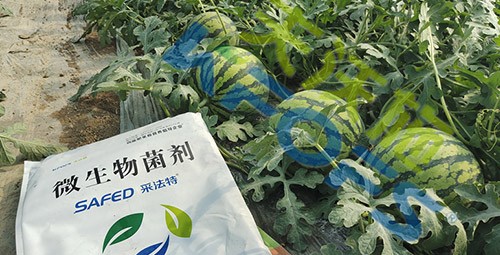 西瓜用微生物菌劑，能達(dá)到什么效果？