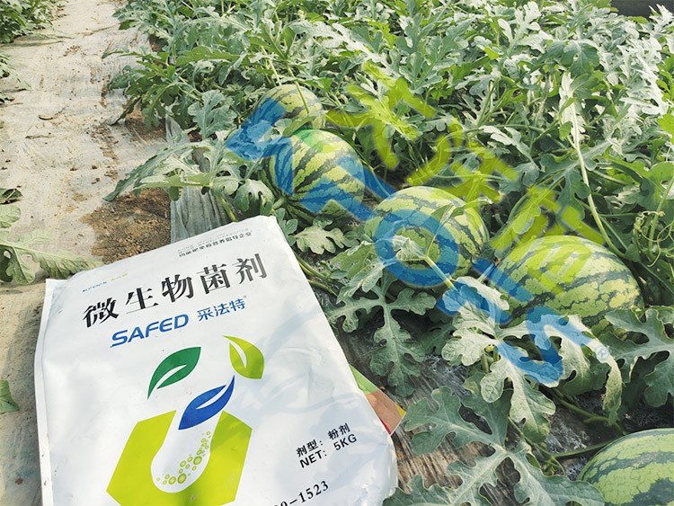 西瓜用微生物菌劑，能達到什么效果？