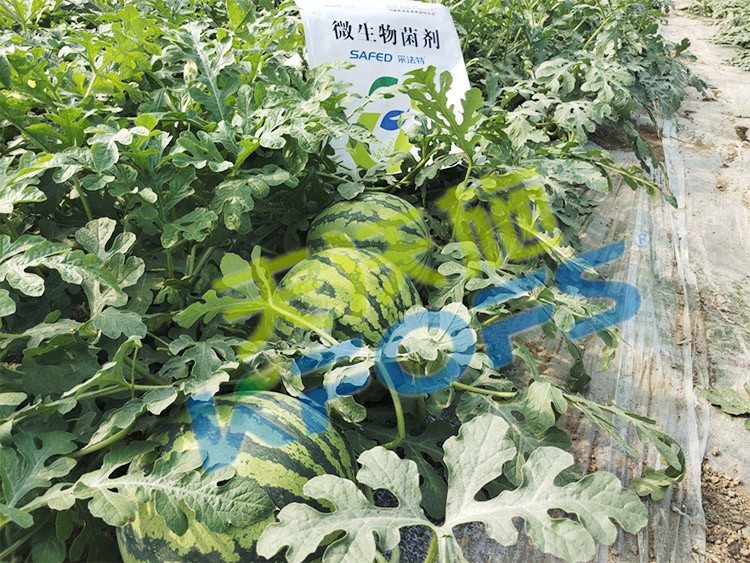 西瓜用微生物菌劑，能達到什么效果？