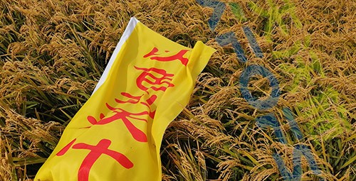 水稻用水溶肥，這三個(gè)方面的效果很明顯！