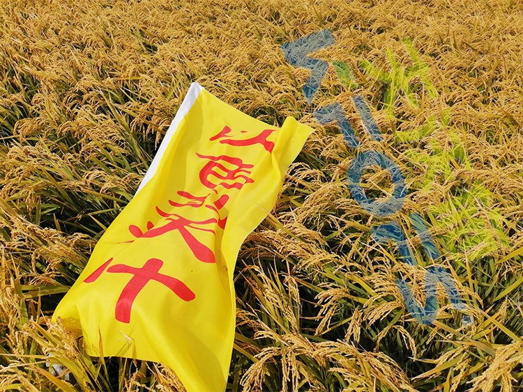 水稻用水溶肥，這三個方面的效果很明顯！