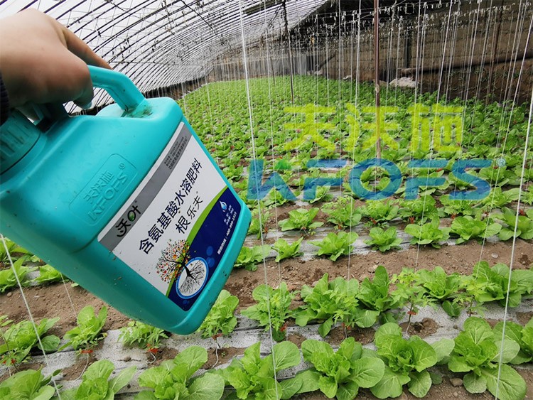 蔬菜用進(jìn)口水溶肥，有什么突出效果？