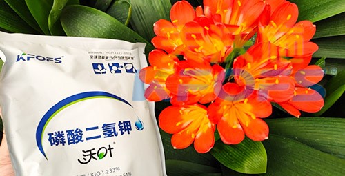 花卉用這款磷酸二氫鉀，效果不一般！