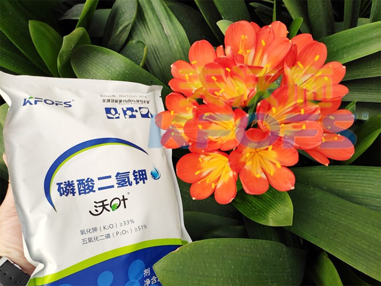 花卉用這款磷酸二氫鉀，效果不一般！