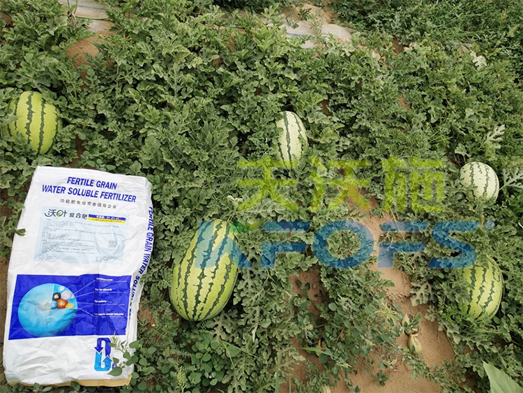 西瓜用什么進(jìn)口水溶肥好？