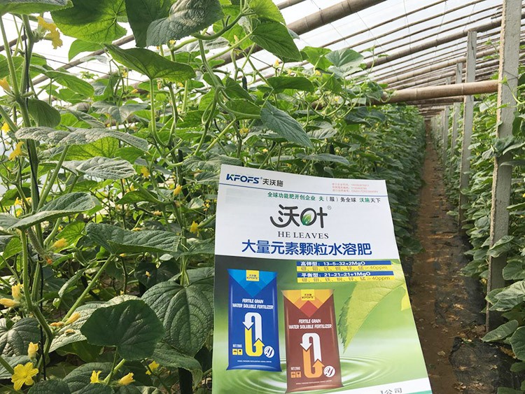 黃瓜用這樣的水溶肥，產(chǎn)量就是高！