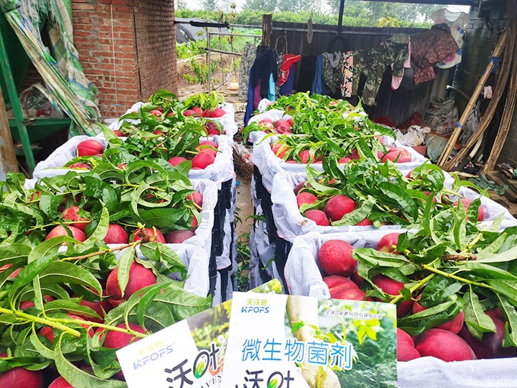 桃樹用什么肥料好？且看這篇！