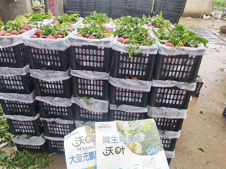 桃樹用什么肥料好？且看這篇！