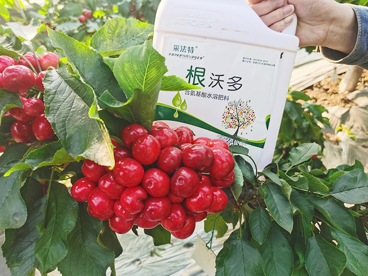 大櫻桃水溶肥廠家哪家好？這樣的才更可靠！