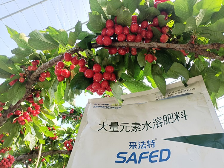 大櫻桃水溶肥廠家哪家好？這樣的才更可靠！
