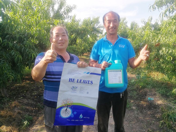 桃樹根腐不可怕，怕的是不用水溶肥治療！