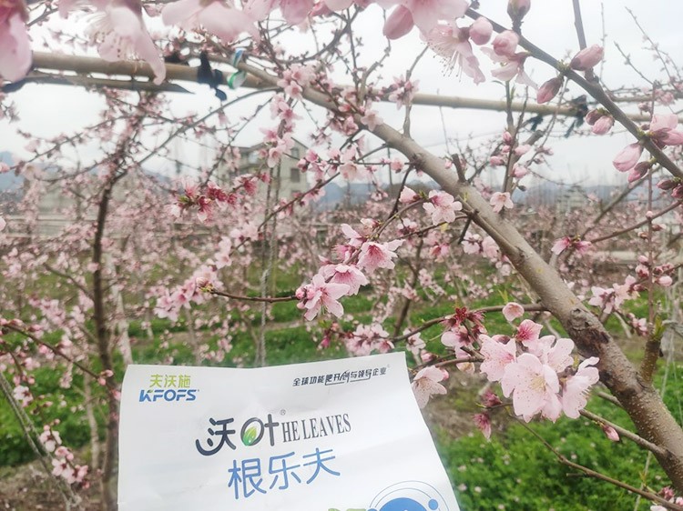 桃樹根腐不可怕，怕的是不用水溶肥治療！